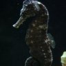 Sea-Horse