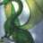 green_dragons